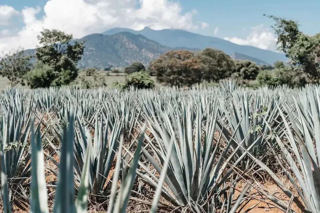 Agave field at golden hour, Cachasol Farm Distillery near Punta Mita, Km 5 Carretera Punta Mita, Nayarit