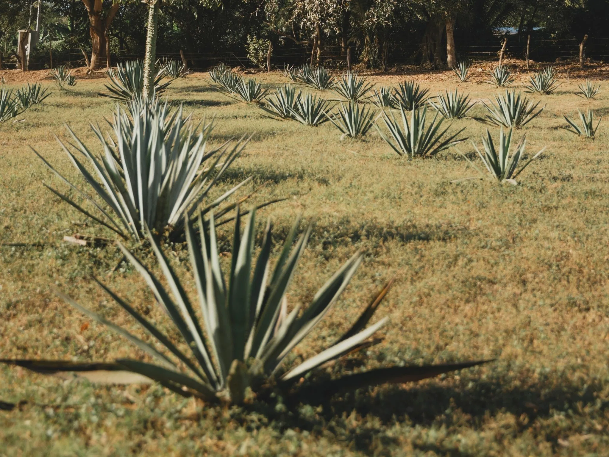 Agave field at Cachasol Farm Distillery at golden hour, Km 5 Carretera Punta Mita Nayarit